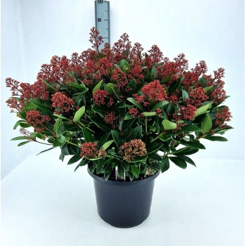 product/img.floraplaza.nl/35542-32-LIVE_fotos-0xEA273D6E74D1BC65C43088BE828BE12D001C8194.jpg