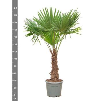 product/img.floraplaza.nl/35973-45-LIVE_fotos-0x7100D5AE3B1D4FFB31CC9D0BB9D05D824CFF1792.jpg