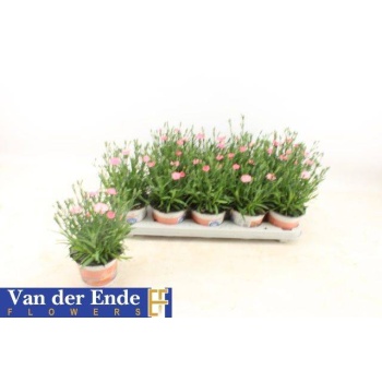 product/img.floraplaza.nl/360812-12-LIVE_fotos-0x0CFFB21566E46A91C6A0CB6A952BBB34E6B72BF5.jpg