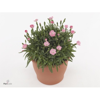 product/img.floraplaza.nl/360812-9-ART_Fotos-VBN-vbn360812.jpg