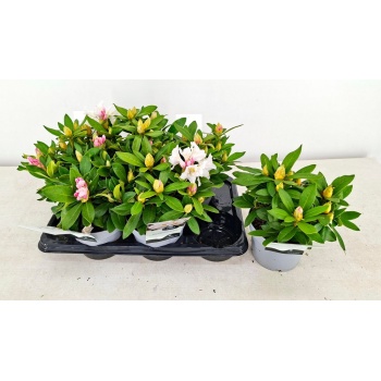 product/img.floraplaza.nl/36450-17-LIVE_fotos-0xF7F6AD6C853FE2154BB6D77E4F565F05C8ABB503.jpg