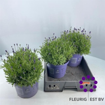 product/img.floraplaza.nl/364633-21-LIVE_fotos-0x9024DE0C89614054F7786167C08D6AB60F749F24.jpg