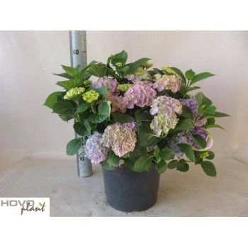 product/img.floraplaza.nl/366238-29-LIVE_fotos-0xF062A3E67724216D8964BD61B4E531296311F2E4.jpg