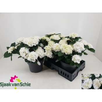 product/img.floraplaza.nl/366240-23-LIVE_fotos-0xA451A0156540322C20B866A7966AA532C79F1C22.jpg