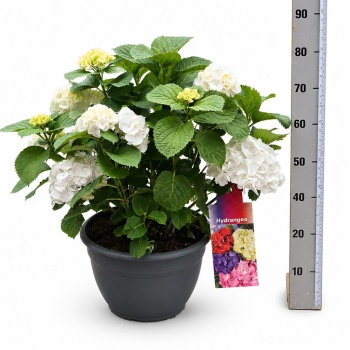 product/img.floraplaza.nl/366240-30-LIVE_fotos-0x4713A891A17E40365A66C70B5D00122A3D31D2E4.jpg