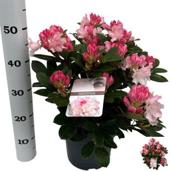 product/img.floraplaza.nl/36626-23-LIVE_fotos-0xC3A60A3C944C1B6FFBFFF7A1A09462AF36E12C5D.jpg