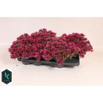 product/img.floraplaza.nl/366338-15-LIVE_fotos-0xB9DFD7335E9DF3A306ACE65C45E8ED6CF039702E.jpg