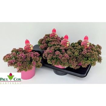product/img.floraplaza.nl/366338-17-LIVE_fotos-0xC0B3A9BF2109AABF3BFDE47A09CAFF7B71FD4DBD.jpg