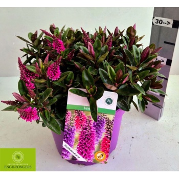 product/img.floraplaza.nl/366354-23-LIVE_fotos-0xF1DF5F65B4A5A303A89BD9B68BAF5B1607A52A55.jpg