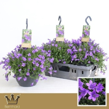 product/img.floraplaza.nl/367516-25-LIVE_fotos-0xE9F18729D985B05D8B28B088AE9454788FFF7A27.jpg