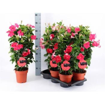 product/img.floraplaza.nl/367546-17-LIVE_fotos-0x9083A6F98BF93AFDB92BB912A891D38FCD46E594.jpg