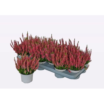 product/img.floraplaza.nl/368181-11-LIVE_fotos-0xDFD6DBE1C5EC27D257F4619CCFCCE83DD668C681.jpg