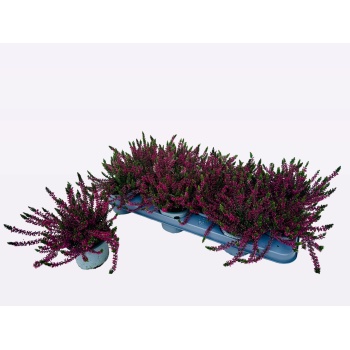 product/img.floraplaza.nl/368181-510-LIVE_fotos-0xE0168AD574BE7C52CB8A59612E2BD14FCB6AB746.jpg product/img.floraplaza.nl/368181-510-LIVE_fotos-0xE0168AD574BE7C52CB8A59612E2BD14FCB6AB746.jpg