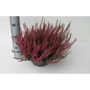 product/img.floraplaza.nl/369630-23-LIVE_fotos-0x69685B282CDCDA84D5C6A38E46E2CD3B1054E771.jpg