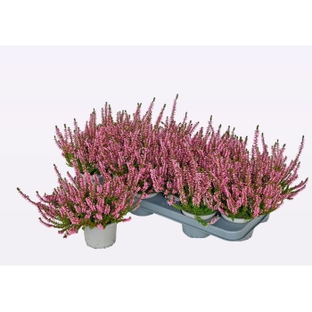 product/img.floraplaza.nl/371190-11-LIVE_fotos-0xB1EBE5FD59157BAF4451CE795D527EAAF31F37C8.jpg