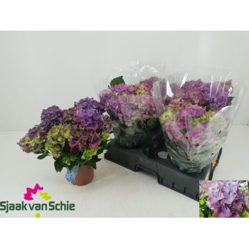 product/img.floraplaza.nl/371663-14-LIVE_fotos-0xC366AA2ABE903DB662C958482BC0C513F650501A.jpg