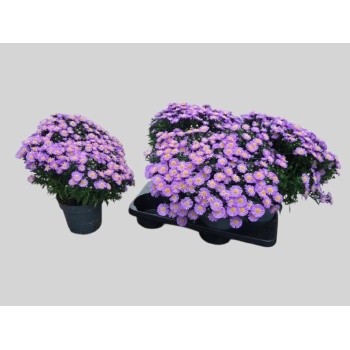 product/img.floraplaza.nl/372676-17-LIVE_fotos-0x06C112A3B55F0ABD84BA2DDF2DB4FB5DE9ACEDF8.jpg