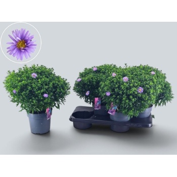 product/img.floraplaza.nl/372679-17-LIVE_fotos-0xED669CE3D3610CA618E8EE37CE12DF296CADFCEB.jpg