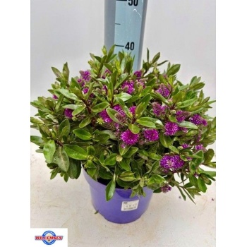 product/img.floraplaza.nl/374478-23-LIVE_fotos-0x9172D4C74D25B6F60ABA86EF7FC4E264CC760BFB.jpg