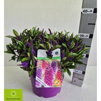 product/img.floraplaza.nl/374479-23-LIVE_fotos-0xEA575D3151C38CE39F1C2356A004BF3D0D14E726.jpg