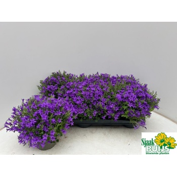 product/img.floraplaza.nl/375170-14-LIVE_fotos-0xA8FBD8B3CD0CD0D5D427FD466C21F238AB4443A1.jpg