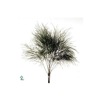 product/img.floraplaza.nl/3908-60-ART_fotos-VBN1-vbn3908.jpg