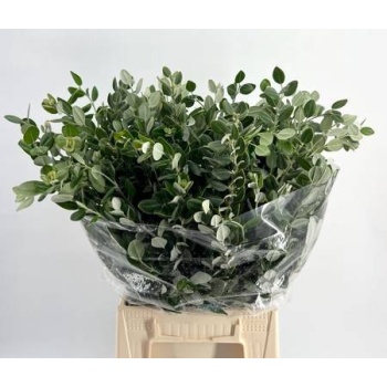 product/img.floraplaza.nl/3915-55-LIVE_fotos-0xC3254F15337377C94C3066722760A56EA8C09598.jpg