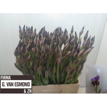 product/img.floraplaza.nl/4001-60-LIVE_fotos-0x070EEB1C3BFC1CE116B37345A9AE17CC91258EA8.jpg