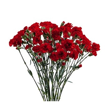 product/img.floraplaza.nl/401-60-ASSORTI_fotos-MVA-Colibri - Aragon-ramo.jpg