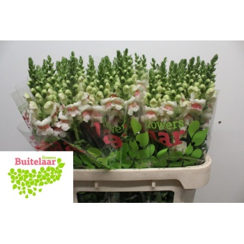 product/img.floraplaza.nl/4052-75-LIVE_fotos-0xA29B341C7FBF7288F46D7CA8DE2B4E80C4B24A6B.jpg