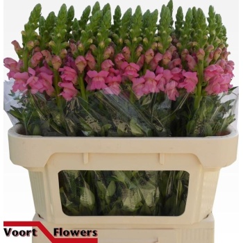 product/img.floraplaza.nl/4054-75-LIVE_fotos-0x3EA7E9A95ECDC246BD338007B77504CAD0698E1C.jpg