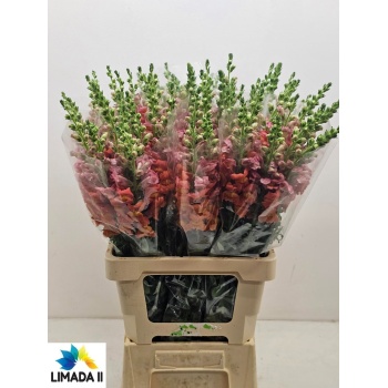 product/img.floraplaza.nl/4056-75-LIVE_fotos-0xD59367BC7AF87FC6C6084C91D324638F6EEE4B54.jpg
