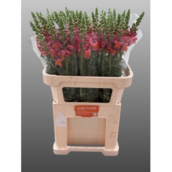 product/img.floraplaza.nl/4056-80-LIVE_fotos-0x9DD433F264AF973BC6D13D295FE12AA1718C7239.jpg