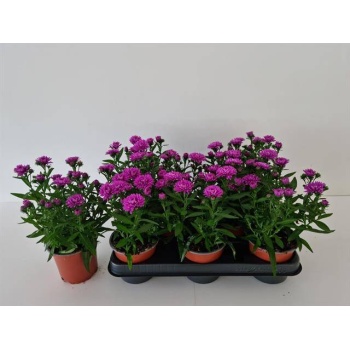 product/img.floraplaza.nl/40897-11-LIVE_fotos-0xC1A30482D56DDD19F9109897774A97C559437BC6.jpg