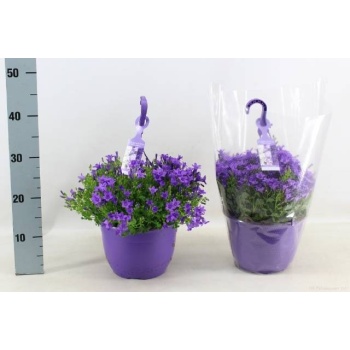 product/img.floraplaza.nl/41473-22-LIVE_fotos-0x0E7E0A718997469ABA0BAC9BA68A42EB593AA66A.jpg