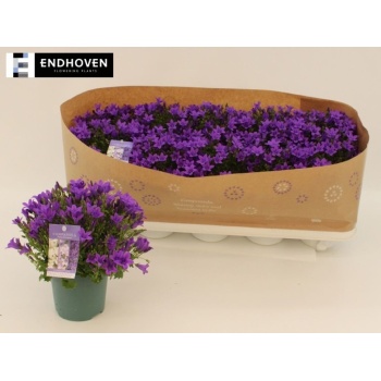 product/img.floraplaza.nl/41473-510-LIVE_fotos-0x0507A6DCD2CDA9A5DDB55D5B49ED7BEBA0D2A631.jpg