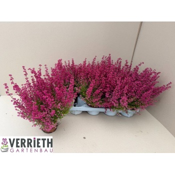 product/img.floraplaza.nl/4269-12-LIVE_fotos-0xDBDD3BC8F77C505D70619C8613AA795617D91CB2.jpg