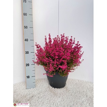 product/img.floraplaza.nl/4269-23-LIVE_fotos-0x47A606125E078AE05035DF793AA6F04A5230A3EC.jpg
