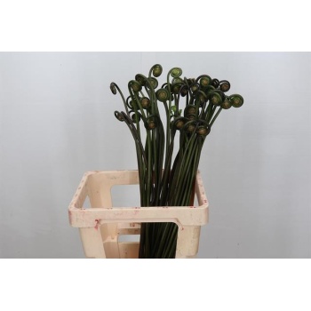 product/img.floraplaza.nl/45056-60-LIVE_fotos-0xF7035C9FCCB354CDB008DAEF0843287BB093C490.jpg