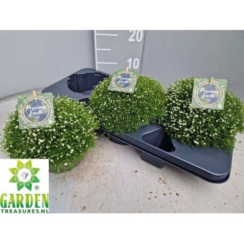 product/img.floraplaza.nl/46115-17-LIVE_fotos-0x05D0DCCD7635B17A974399FD50C9FBC9F0E6383F.jpg