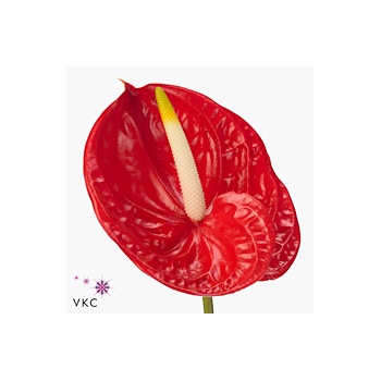 product/img.floraplaza.nl/4725-ART_Fotos-VBN-vbn4725.jpg