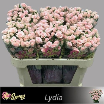 product/img.floraplaza.nl/4736-70-LIVE_fotos-0xA0FDA467D19D20B1B25B5EAB22189D00100983B7.jpg