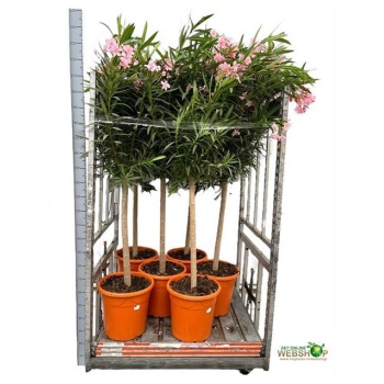 product/img.floraplaza.nl/47987-40-LIVE_fotos-0x93510A5E3F88C8264028FA03932DCA2AF775D8BB.jpg