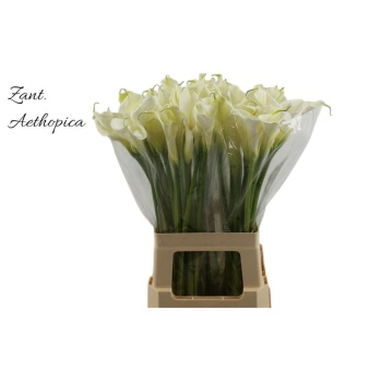 product/img.floraplaza.nl/48-75-LIVE_fotos-0xD32D5A54DB0A355671D7FED2B1A0F324CC8739C8.jpg