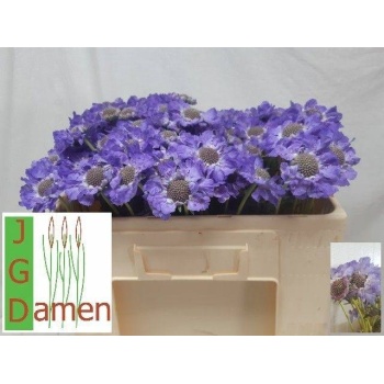 product/img.floraplaza.nl/4959-45-LIVE_fotos-0x355FDAC72D2EA0AD3F751BD8A081A28EC5F071E8.jpg