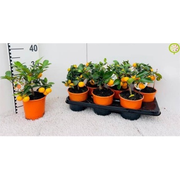product/img.floraplaza.nl/50648-14-LIVE_fotos-0xAD2FAC1BD34E314EAE04E3DC682EC98364FDF8AF.jpg