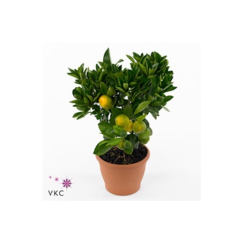 product/img.floraplaza.nl/50648-21-ART_Fotos-VBN-vbn50648.jpg