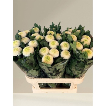 product/img.floraplaza.nl/5093-90G-LIVE_fotos-0x32A287B683B8D39FF2B28A8DA4058CCD45BEBD2A.jpg