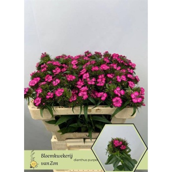 product/img.floraplaza.nl/519-50-LIVE_fotos-0x2D88AF790A1ACAC7AF425BDDD999F0CC5905D2CD.jpg