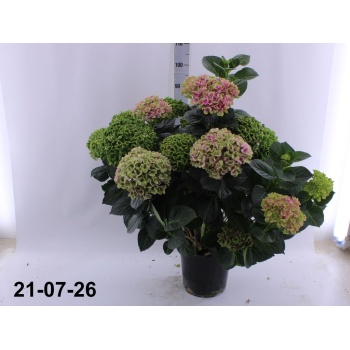product/img.floraplaza.nl/5240-28-LIVE_fotos-0xF80187728A08E8269CD3A0BC28E7BBB7FDAD1482.jpg